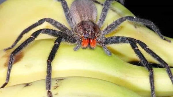 Il ragno più velenoso al mondo avvistato in Italia: provoca effetti collaterali che portano alla morte